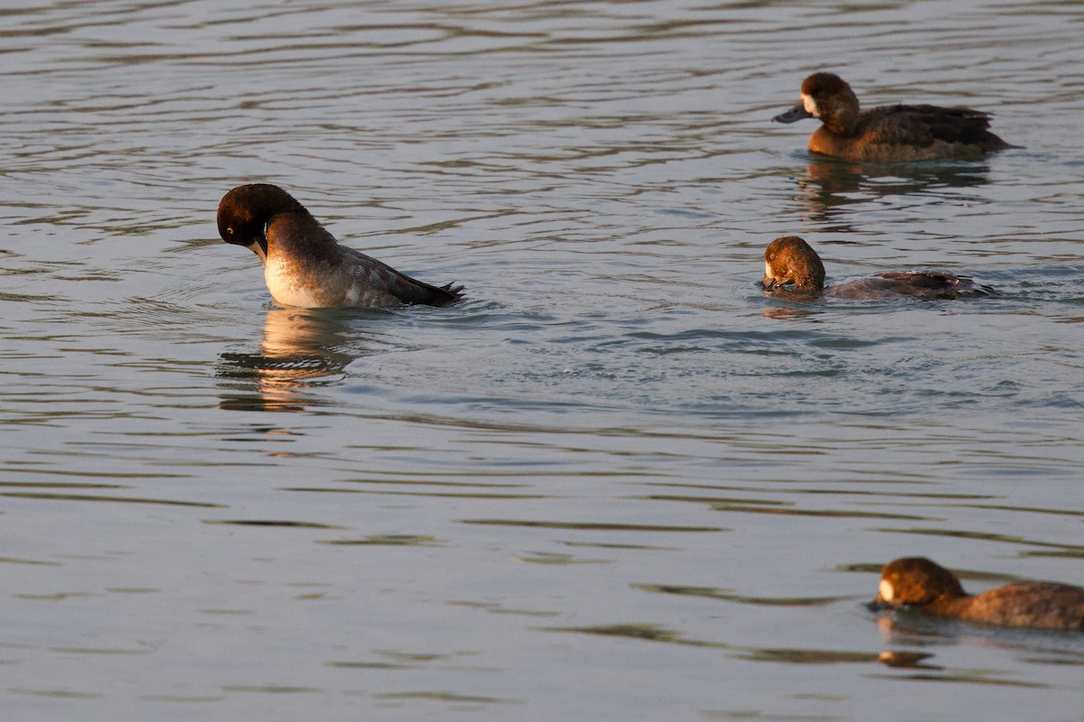 Чернь морська - ML647103895