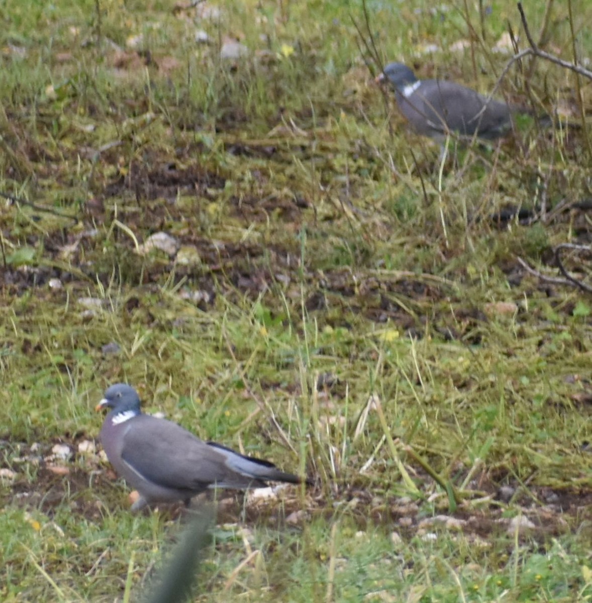 Припутень - ML647103900