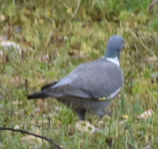 Припутень - ML647103901