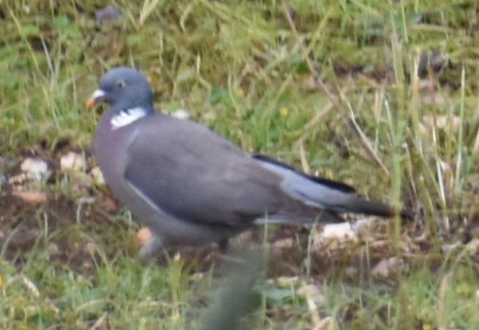 Припутень - ML647103902