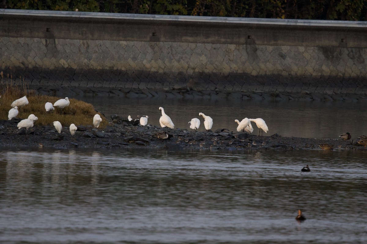 Косар білий - ML647103903