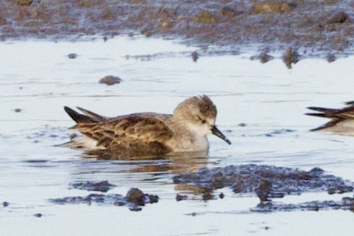Побережник рудоголовий - ML647103904