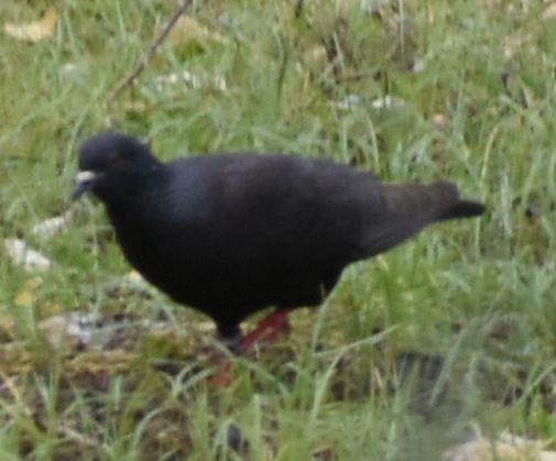 Голуб сизий (міський) - ML647103905