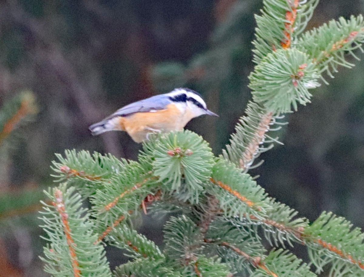 Повзик канадський - ML647103906