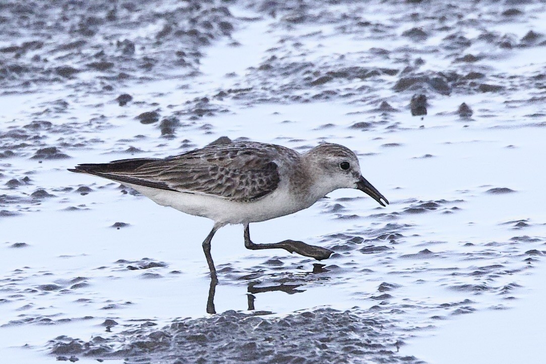 Побережник рудоголовий - ML647103907