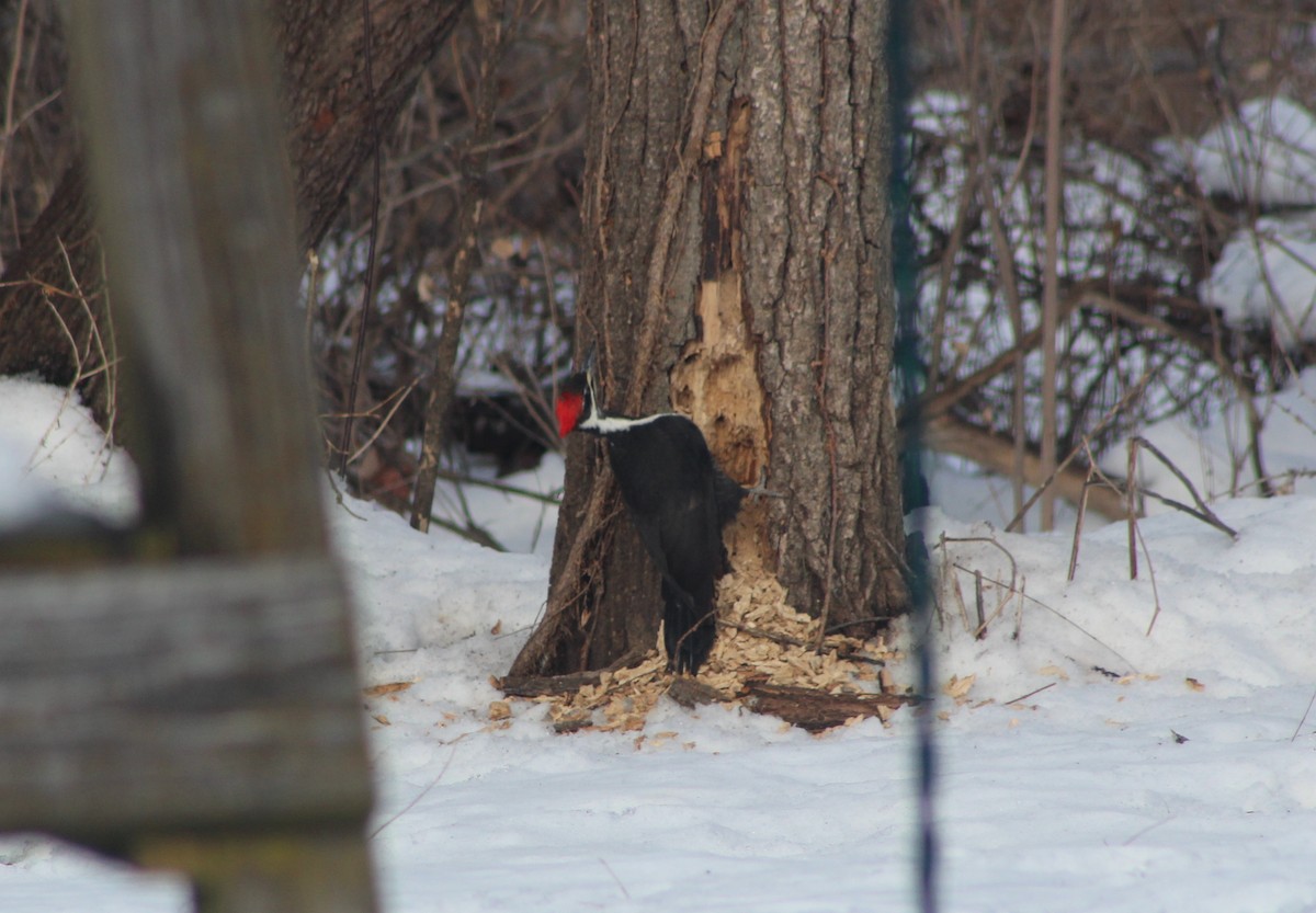 Жовна північна - ML647103908