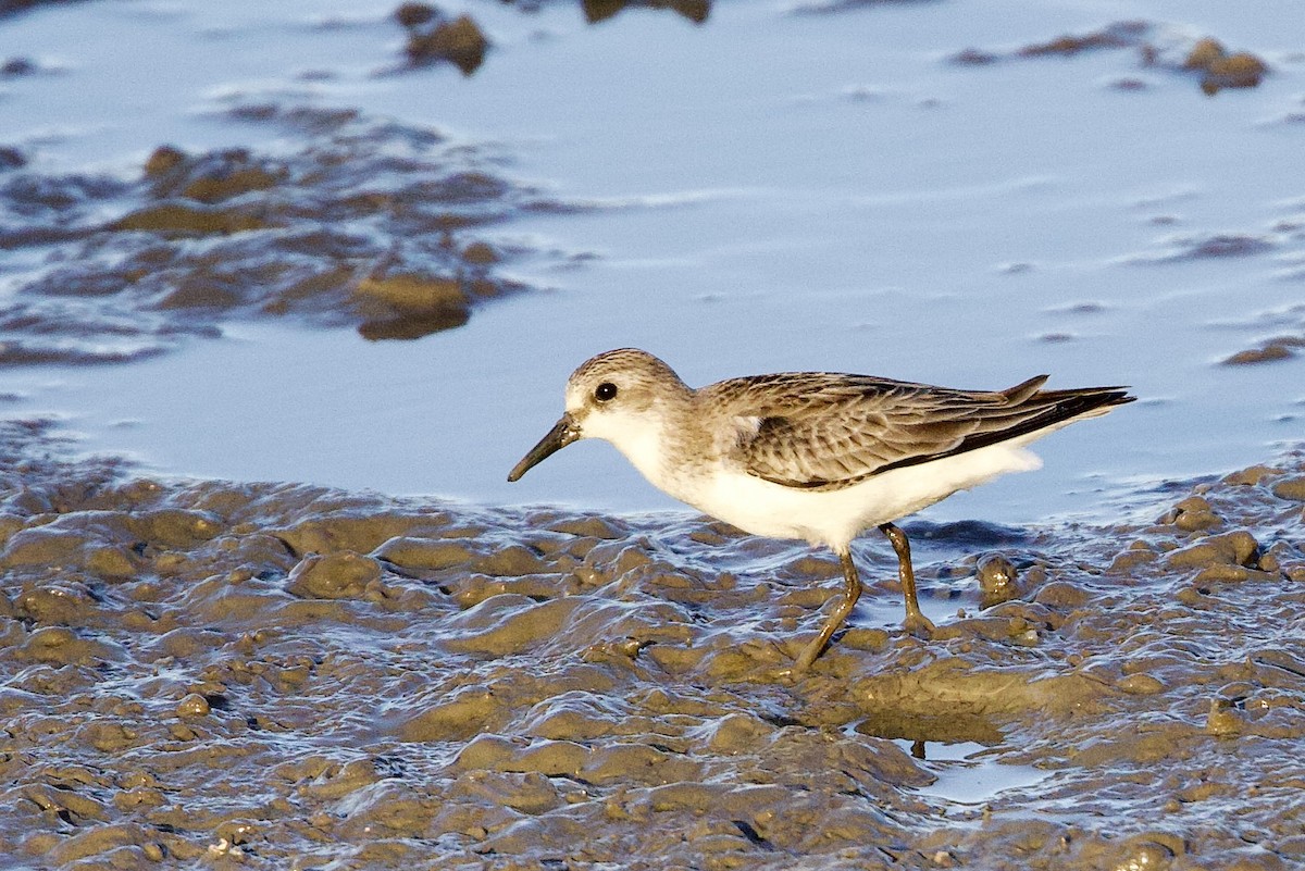 Побережник рудоголовий - ML647103910