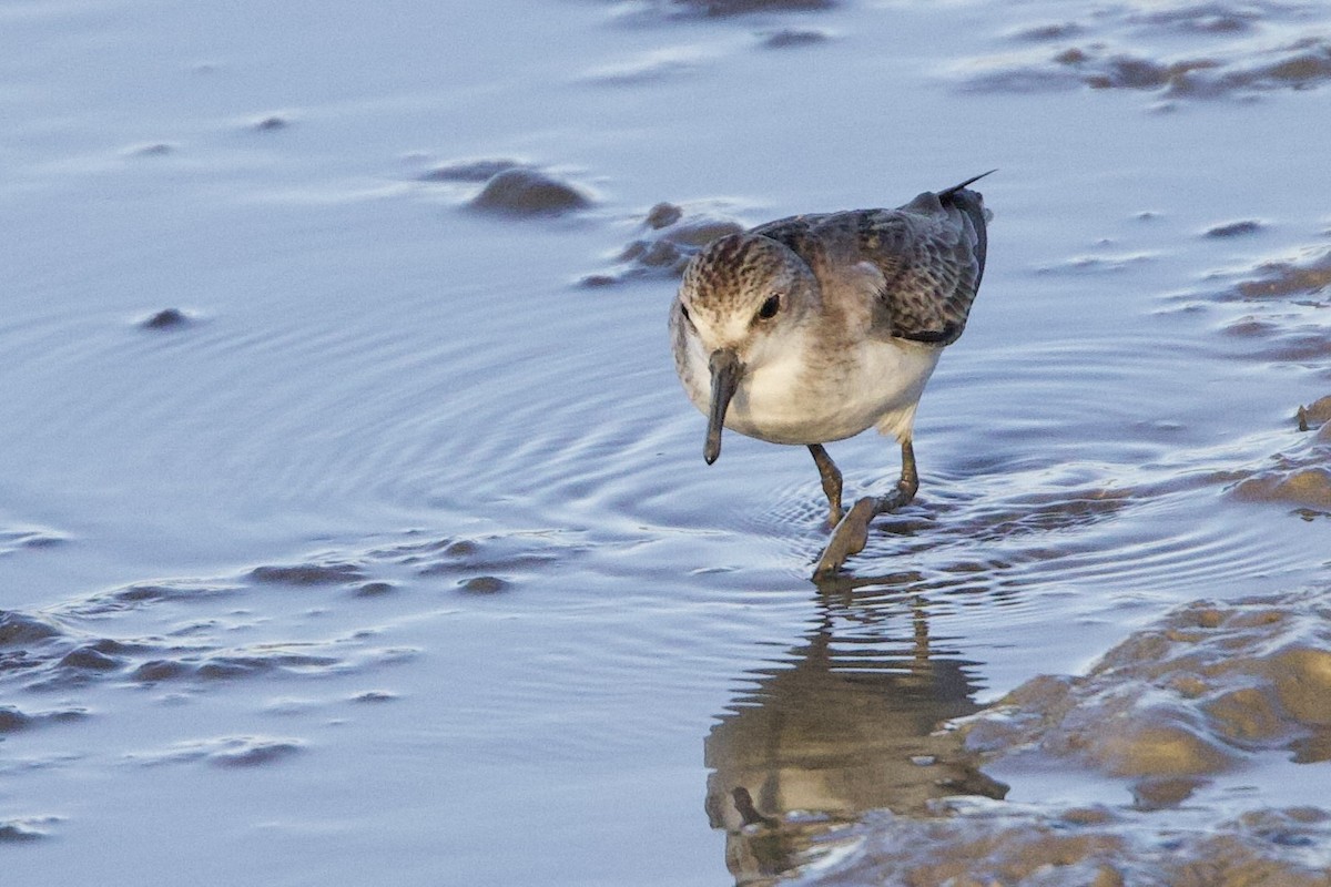 Побережник рудоголовий - ML647103919
