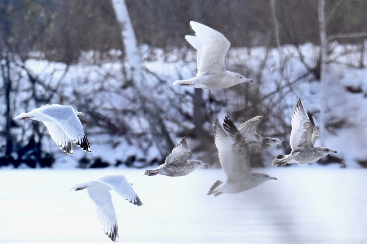 Мартин полярний - ML647103920