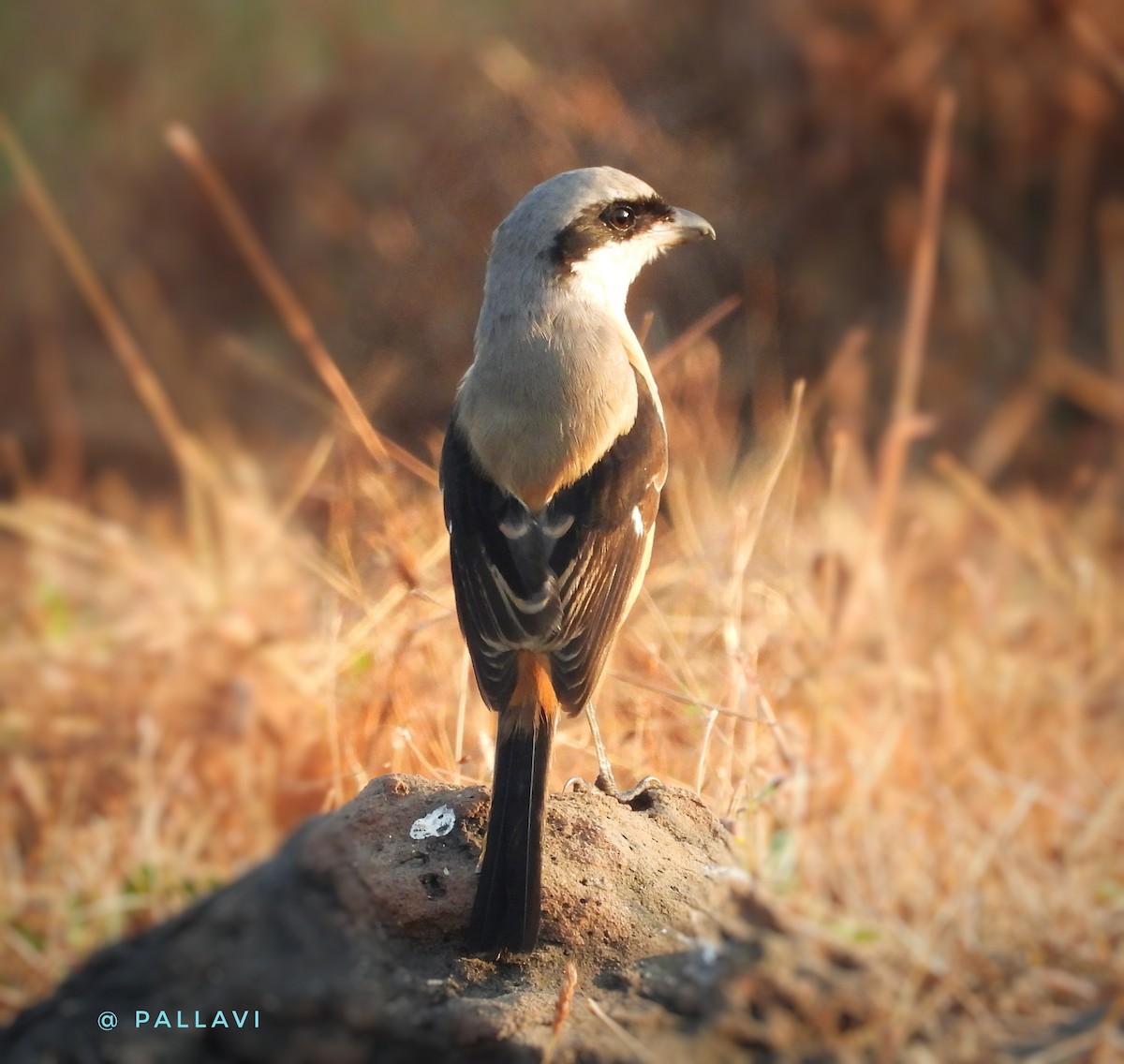 Сорокопуд довгохвостий - ML647103921