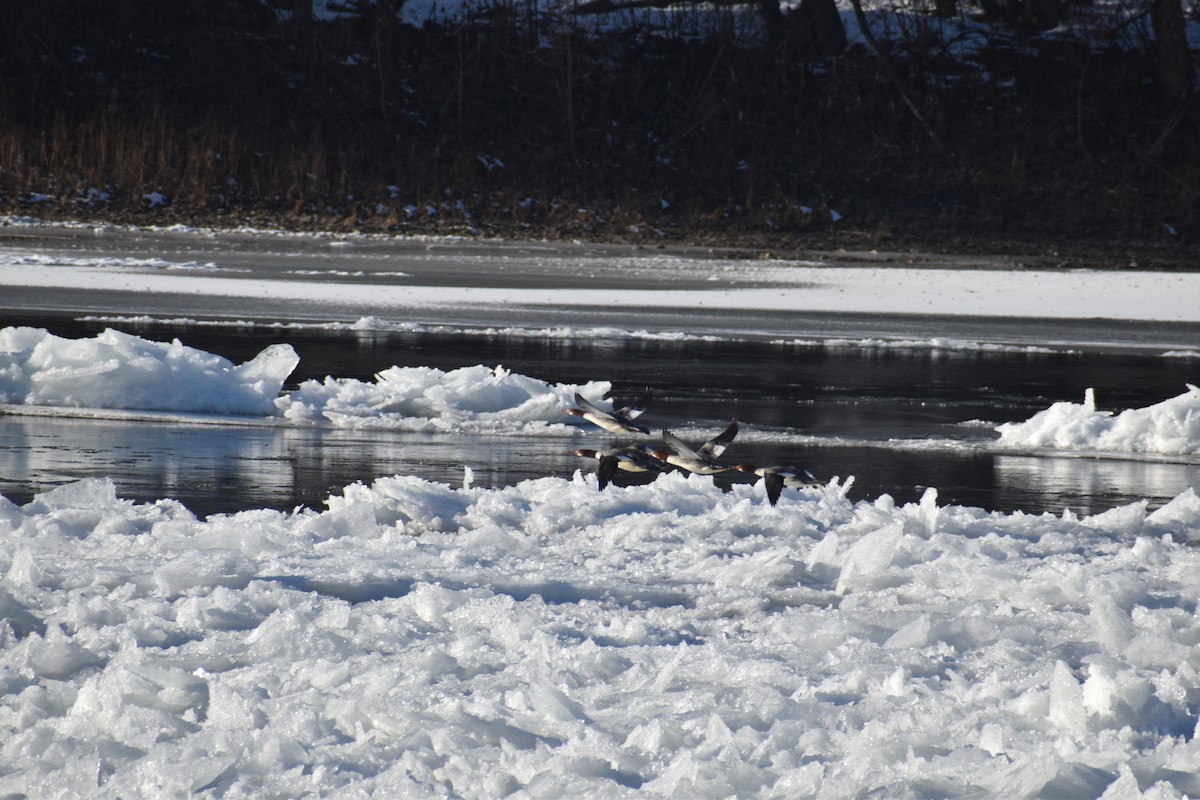 Common Merganser (North American) - ML647103922