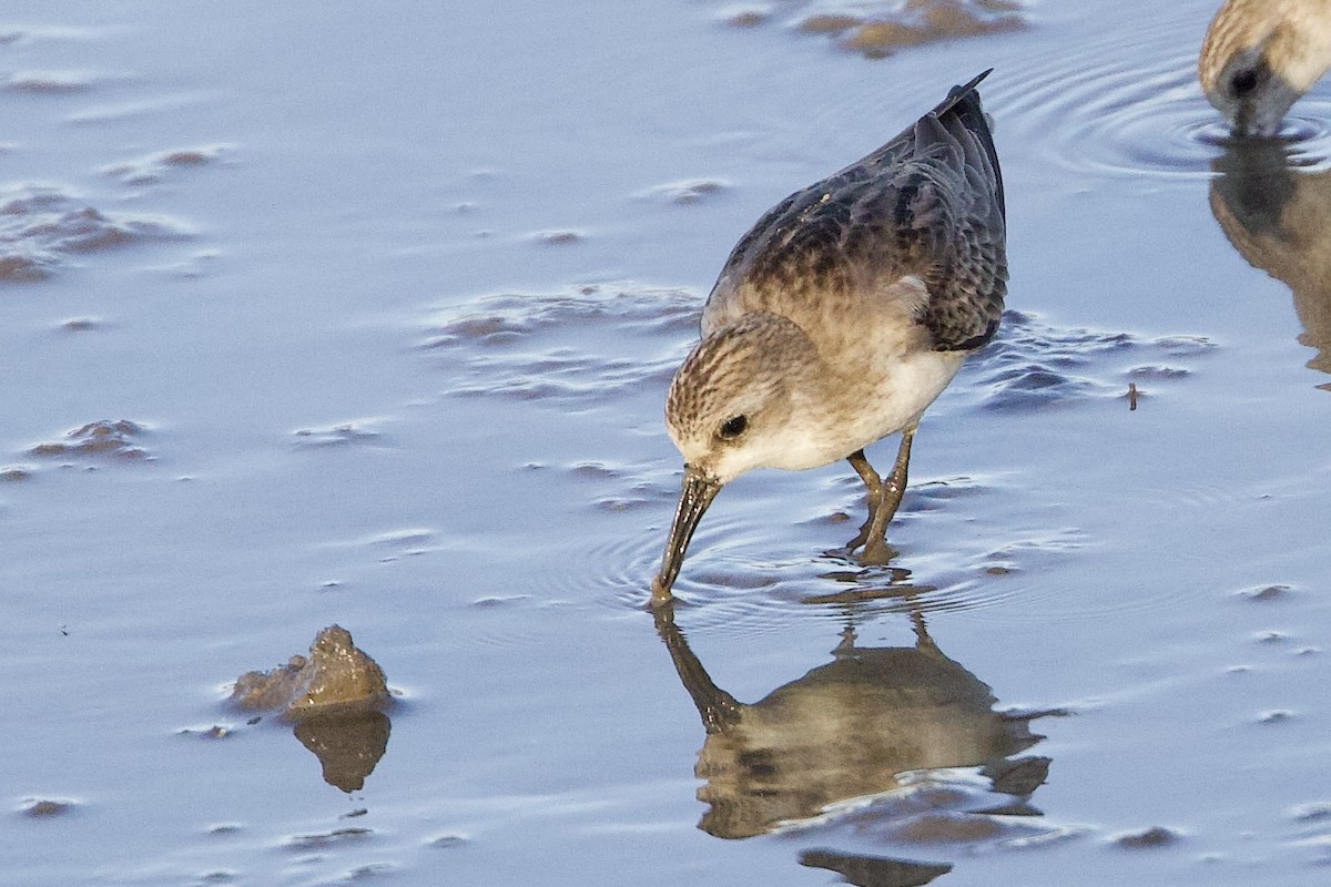 Побережник рудоголовий - ML647103923