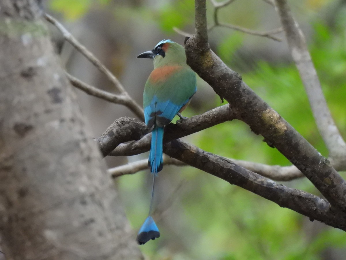 Момот рудочеревий - ML647103932