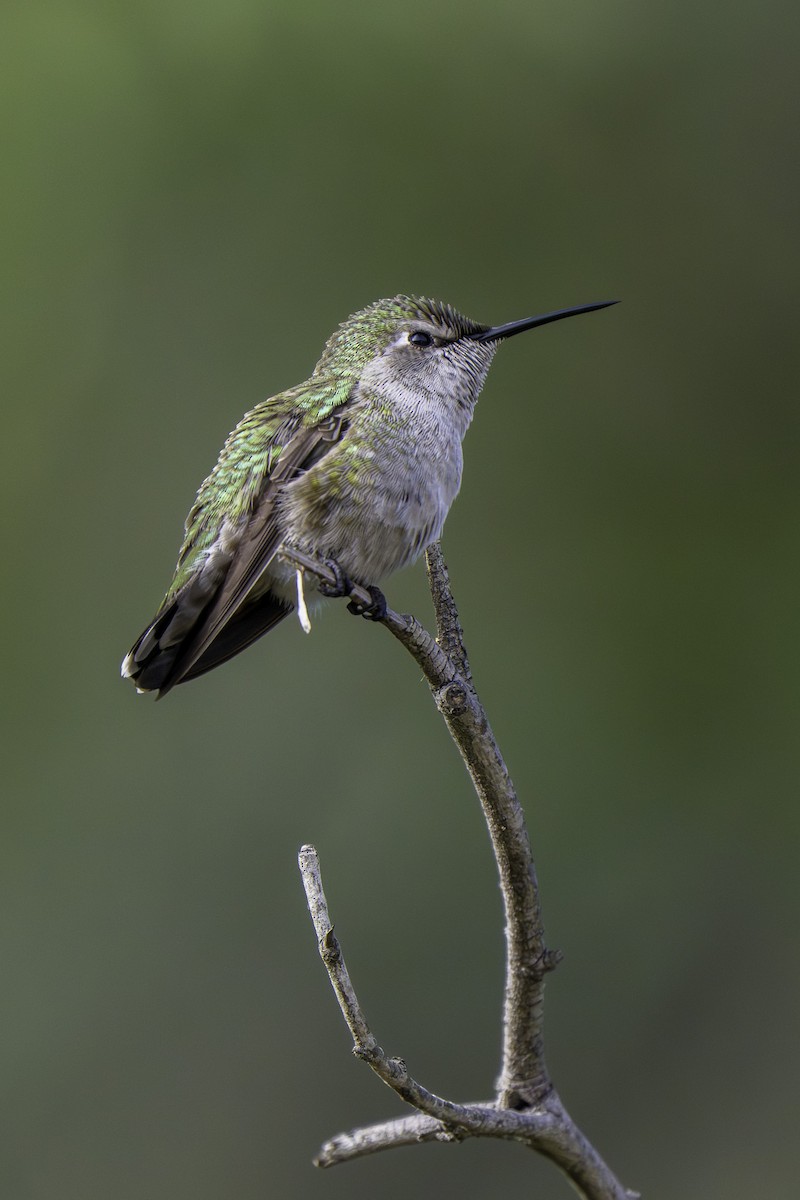 Anna's Hummingbird - ML647103945
