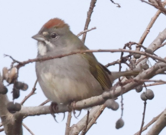 Зелёнохвостый тохи - ML647103947