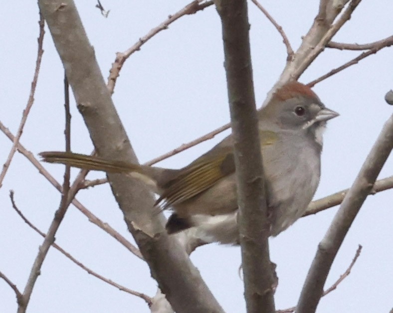 Зелёнохвостый тохи - ML647103948