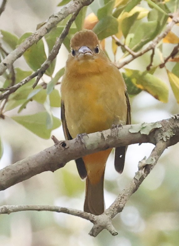 Summer Tanager - ML647103959