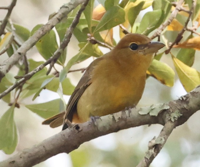 Summer Tanager - ML647103960