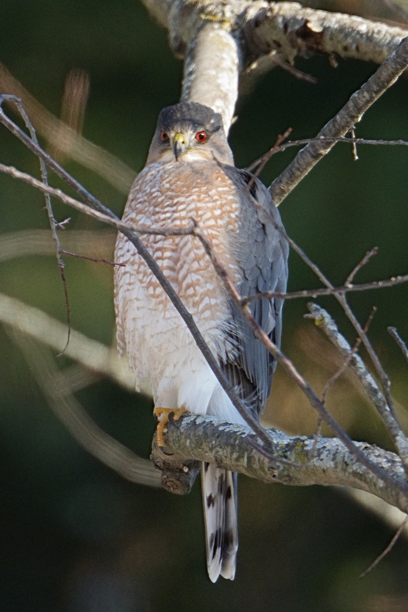 クーパーハイタカ - ML647103963