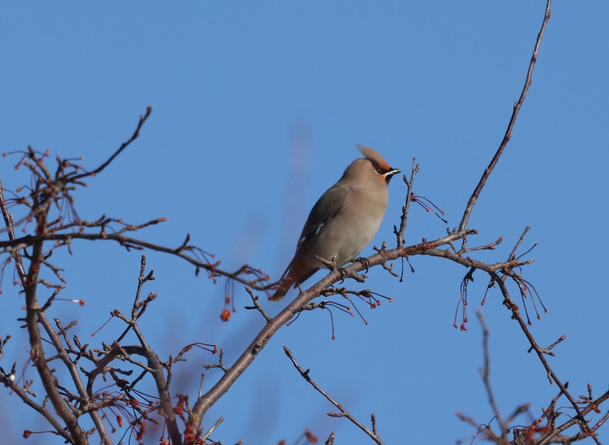 キレンジャク - ML647103965