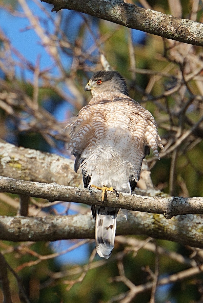 クーパーハイタカ - ML647103966