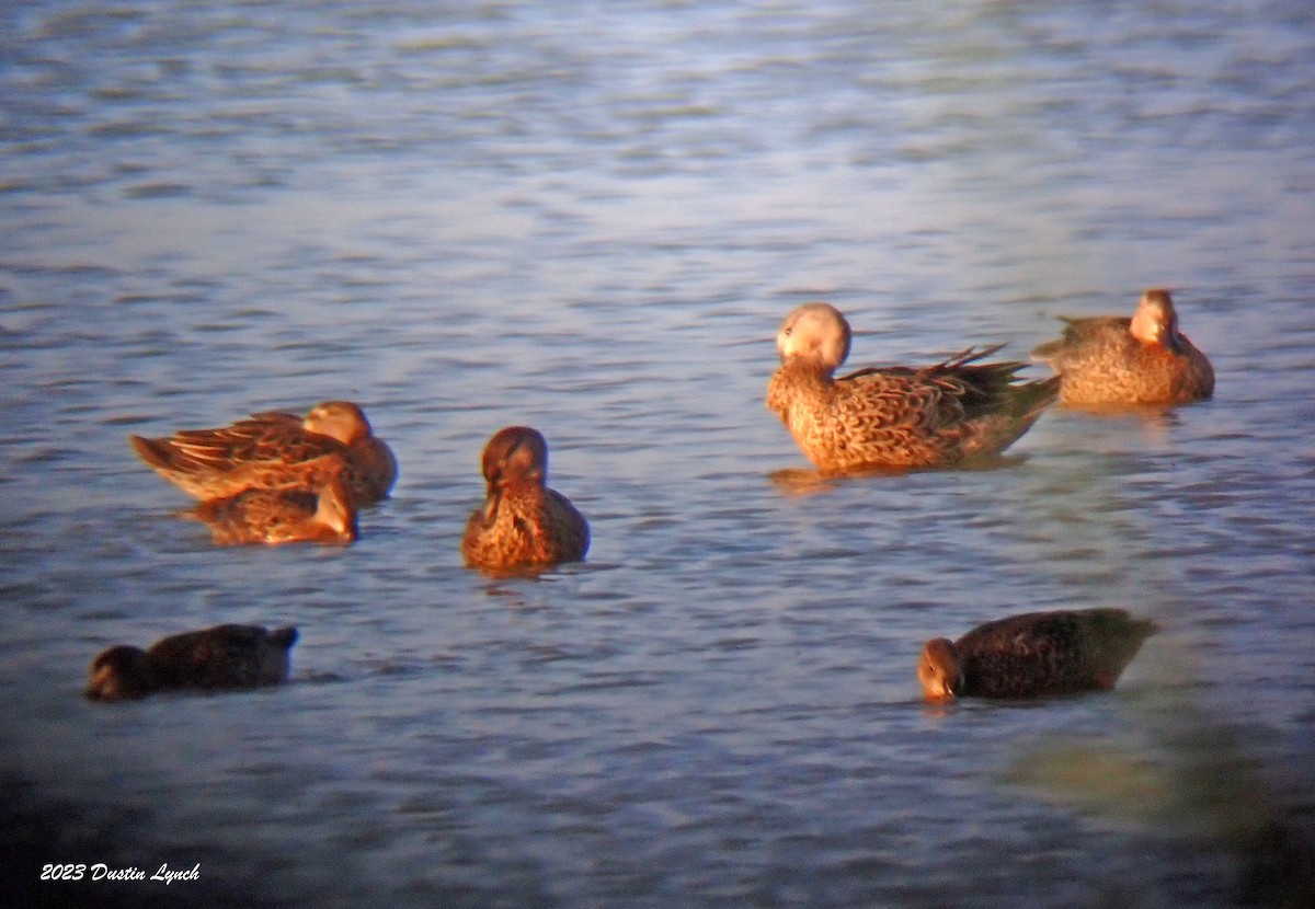 ミカヅキシマアジ - ML647103967