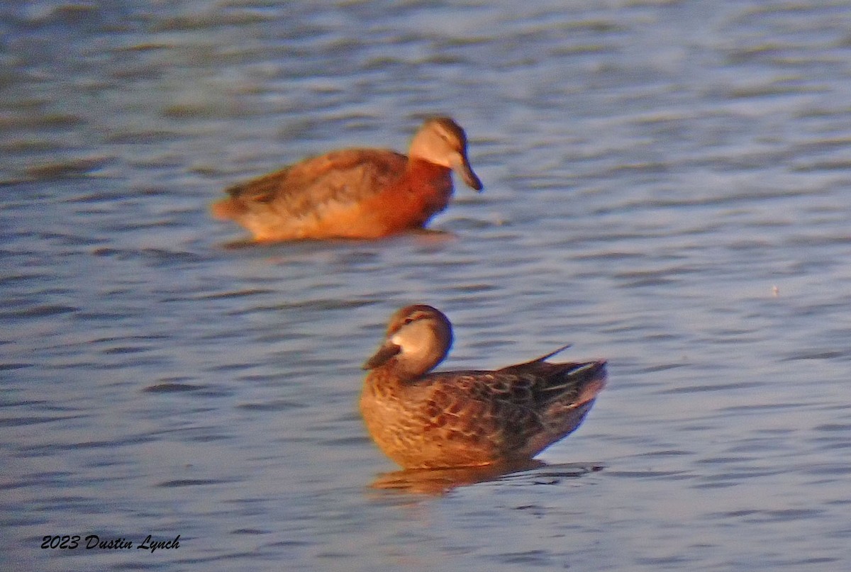 ミカヅキシマアジ - ML647103968