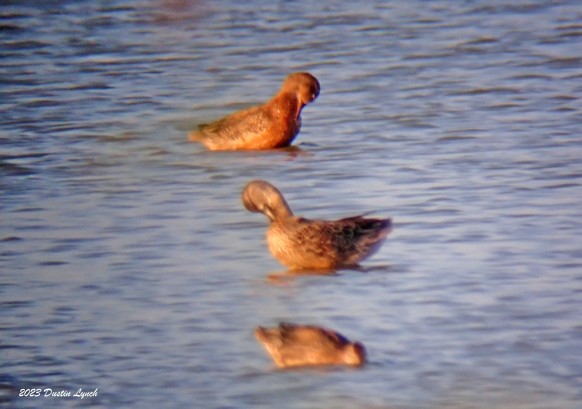 ミカヅキシマアジ - ML647103969