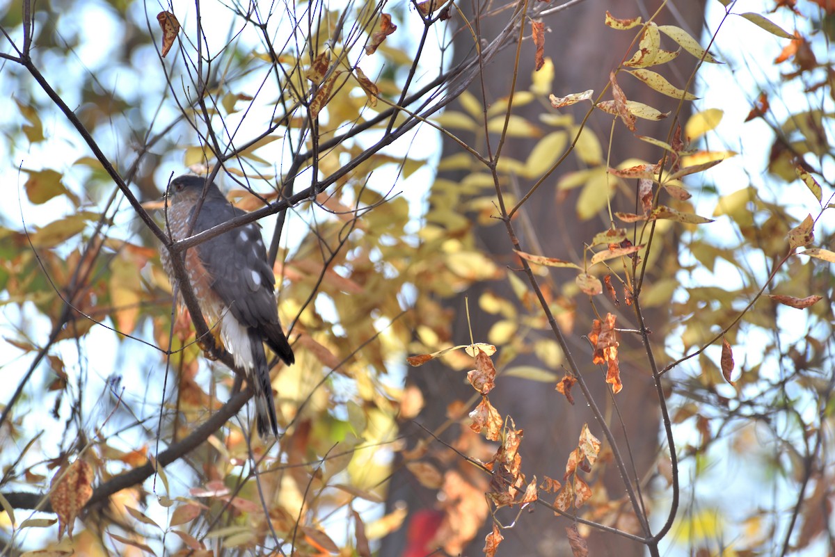 アシボソハイタカ - ML647103970