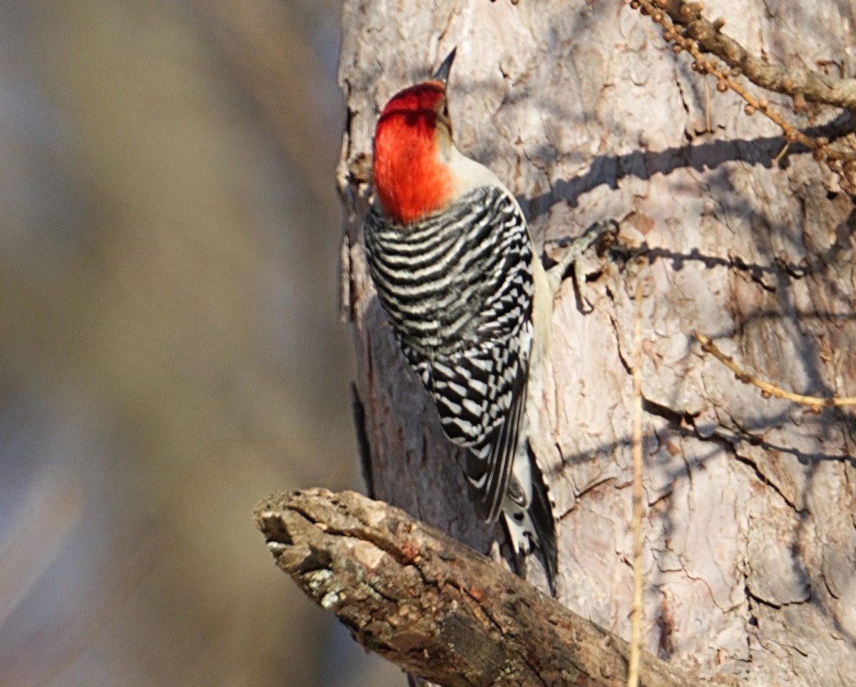 シマセゲラ - ML647103973