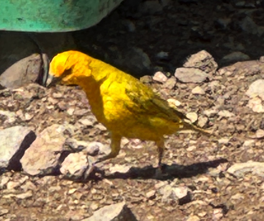 キンノジコ - ML647103974