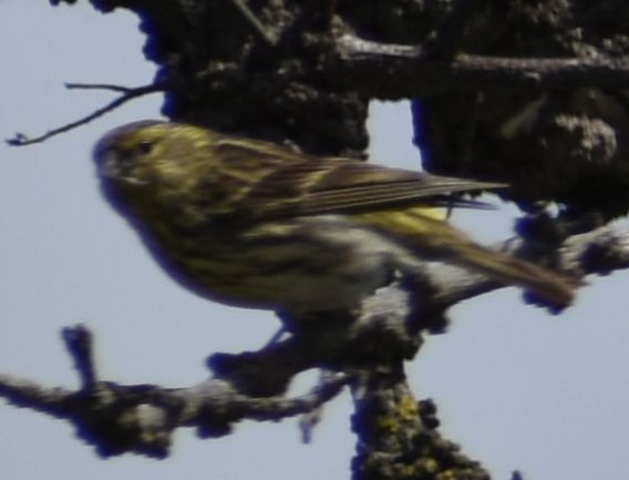 セリン - ML647103977