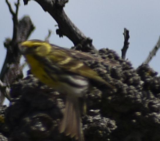 セリン - ML647103978