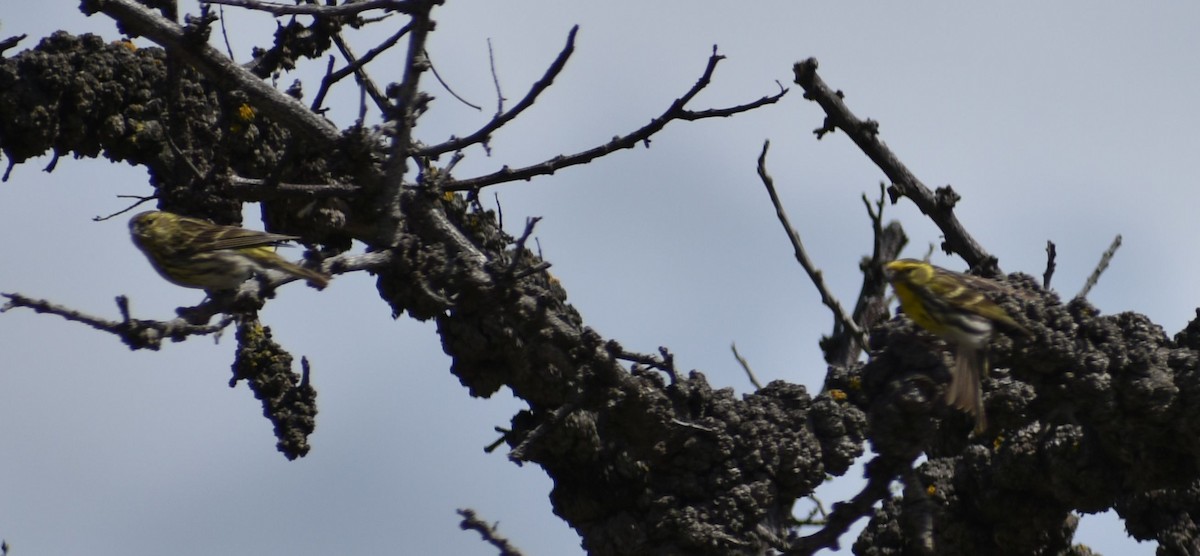 セリン - ML647103979