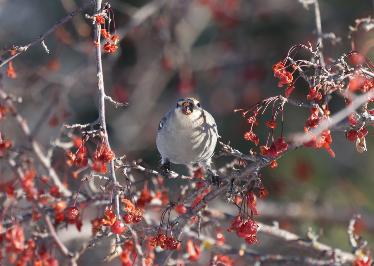 ギンザンマシコ - ML647103980