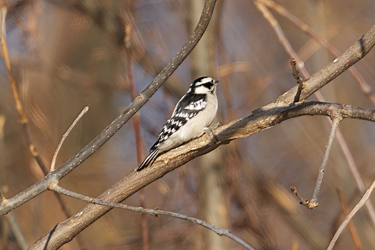 セジロコゲラ - ML647103981