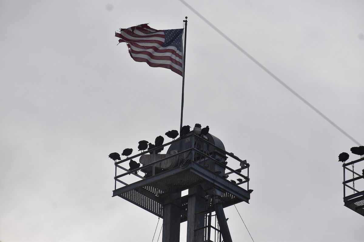 クロコンドル - ML647103984