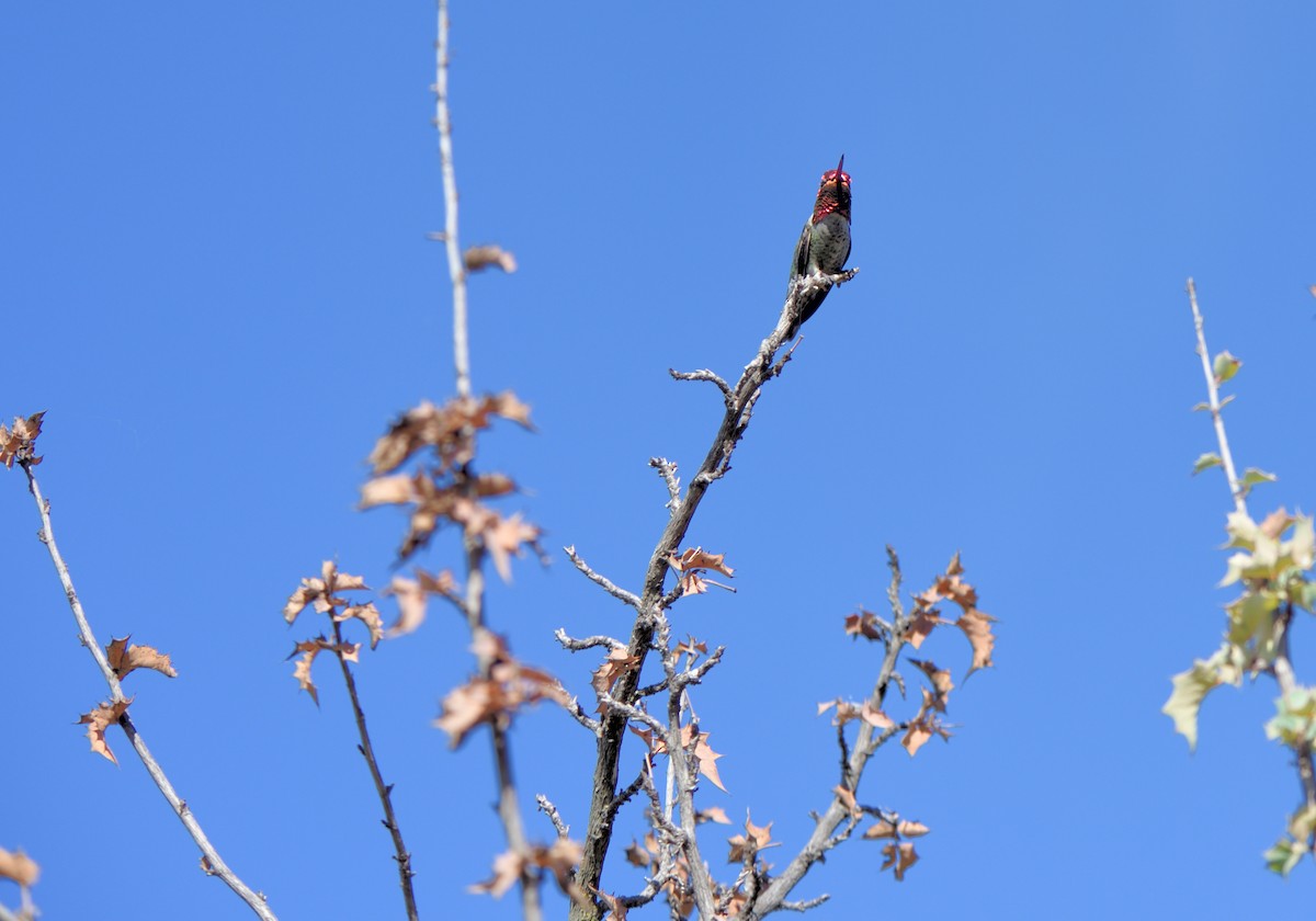 アンナハチドリ - ML647103985