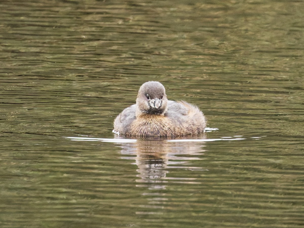 オビハシカイツブリ - ML647103987