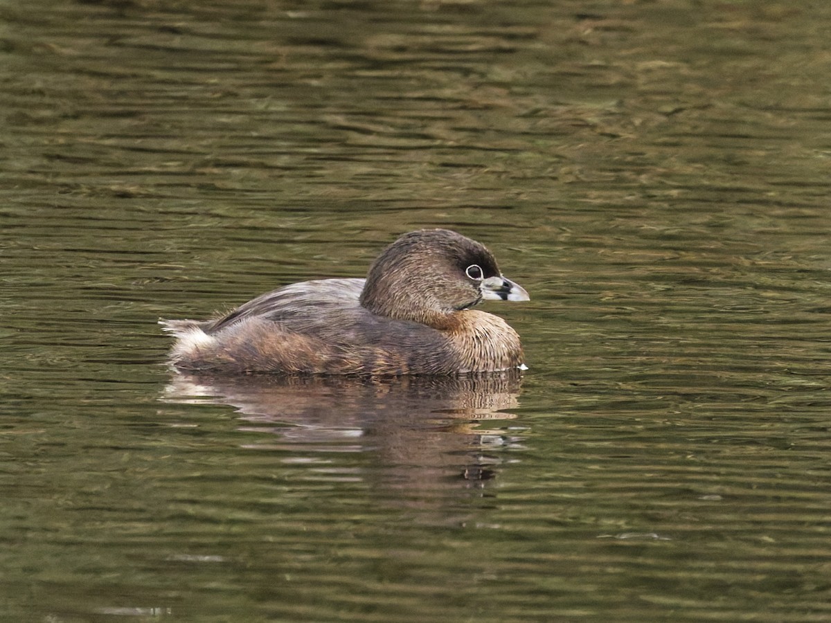 オビハシカイツブリ - ML647103988