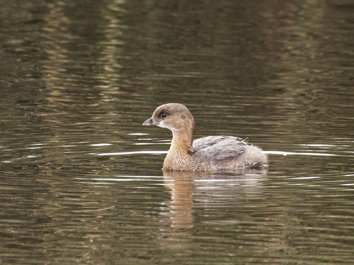 オビハシカイツブリ - ML647103989