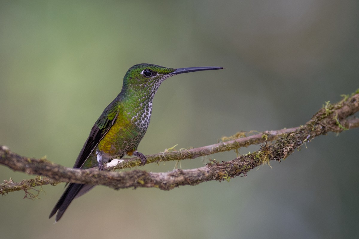 エンビテリハチドリ - ML647103990