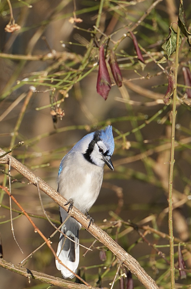 アオカケス - ML647103992