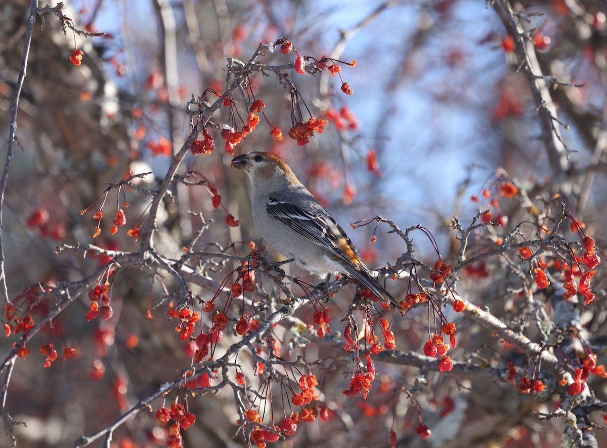 ギンザンマシコ - ML647103994