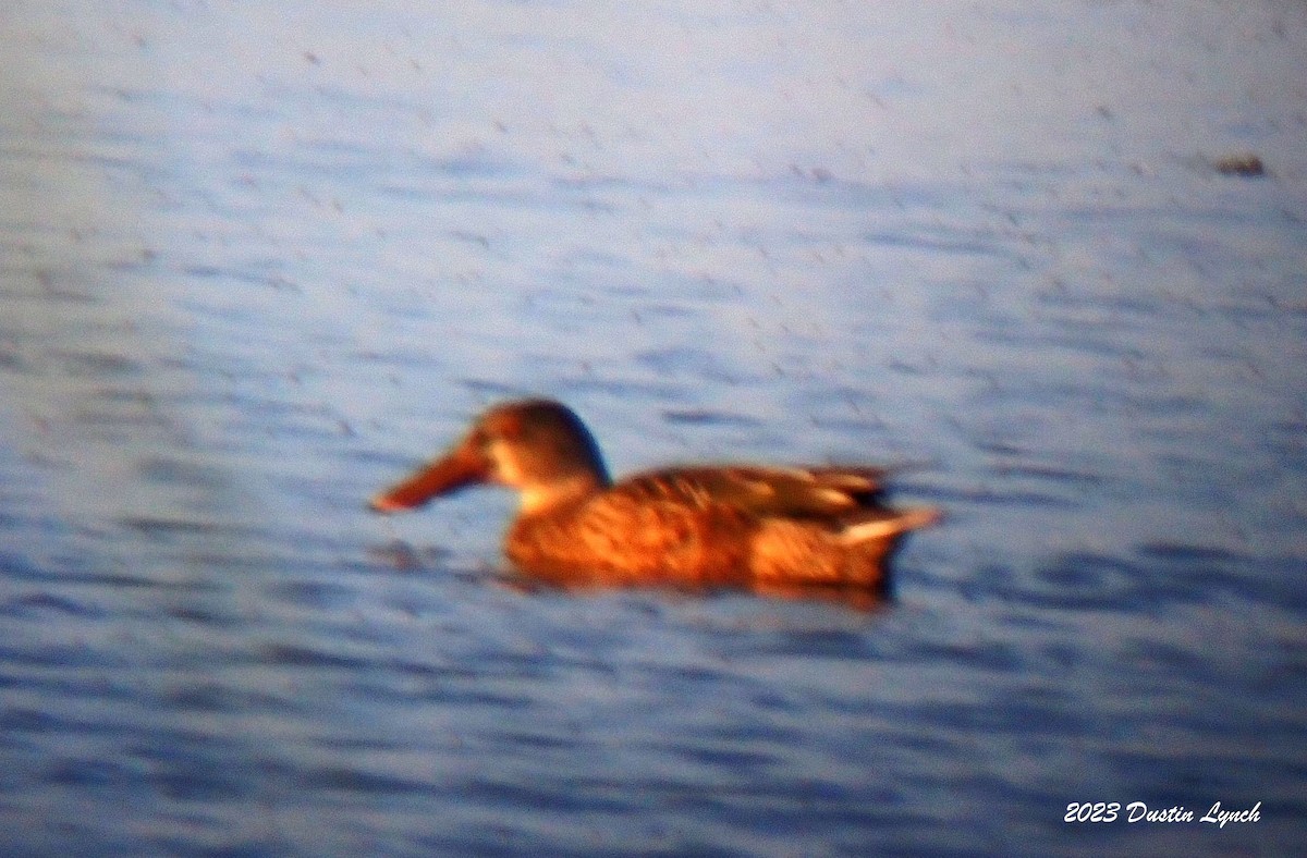 ハシビロガモ - ML647103995