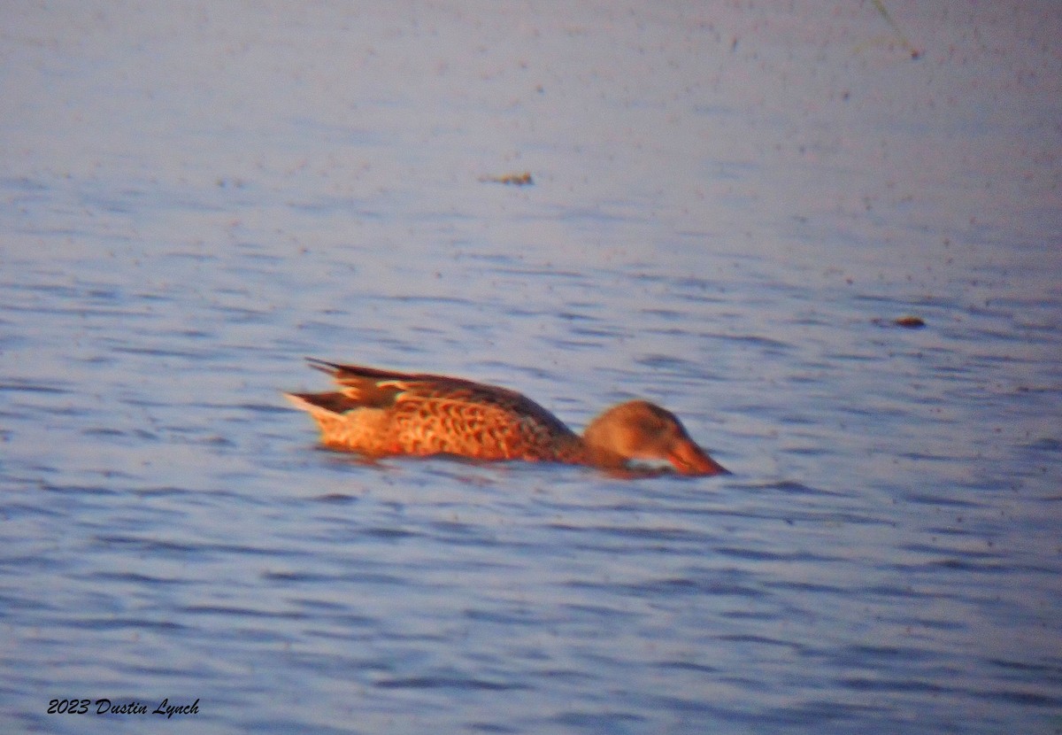 ハシビロガモ - ML647103996