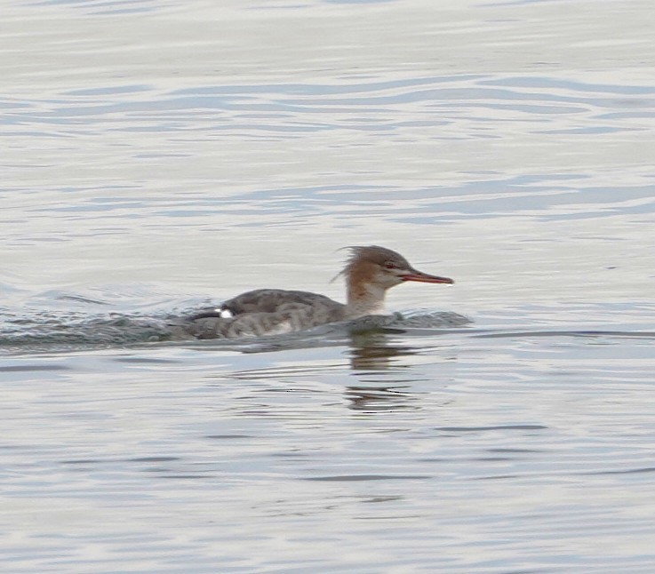 ウミアイサ - ML647103997