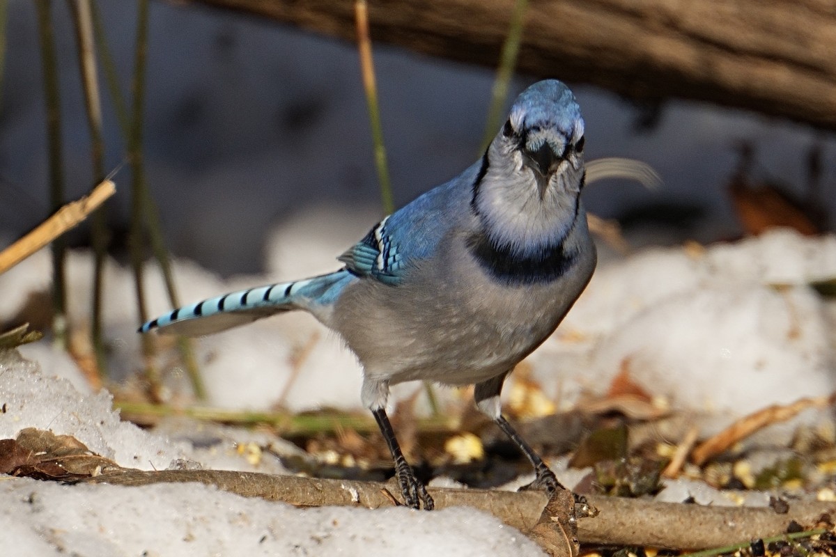 アオカケス - ML647103999