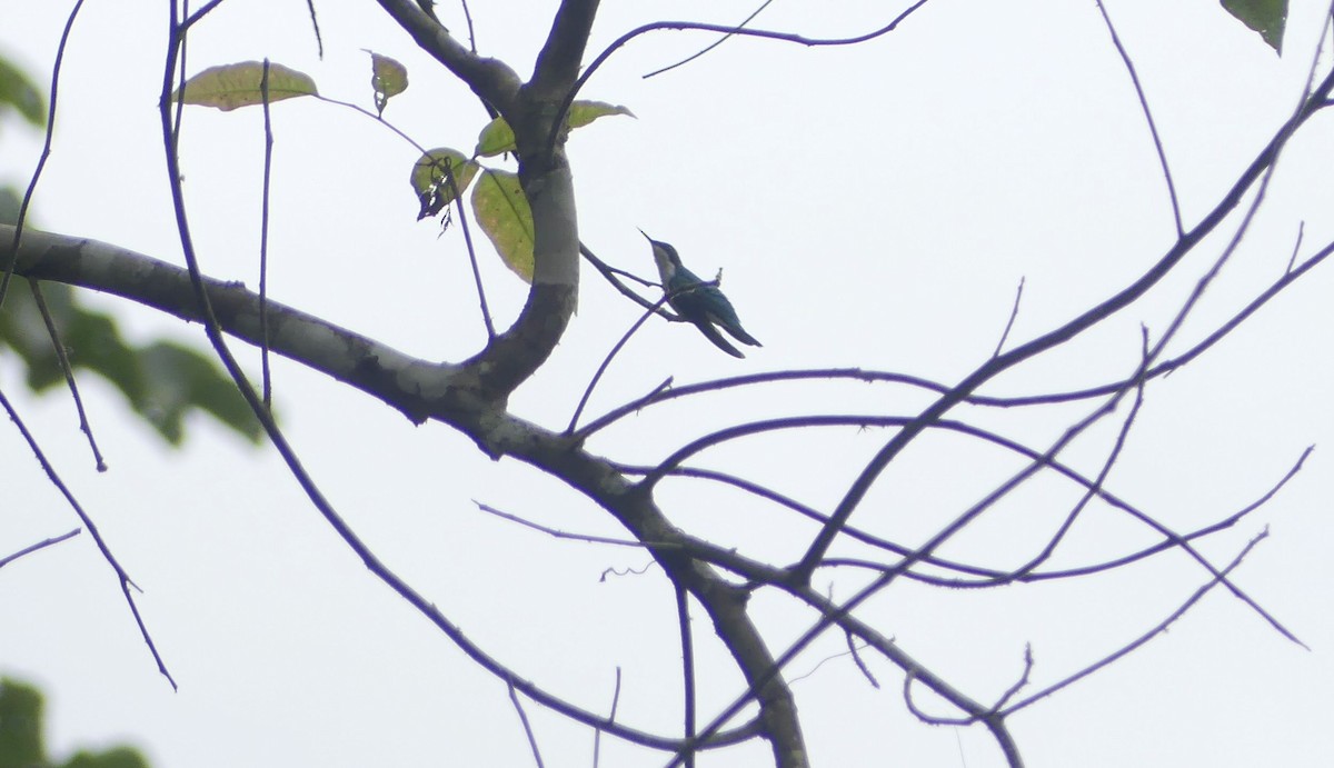 Purple-crowned Fairy - ML647104001