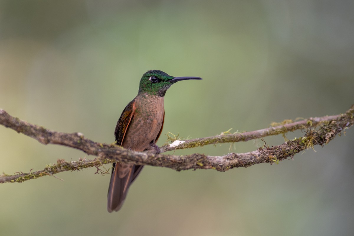 チャムネテリハチドリ - ML647104002